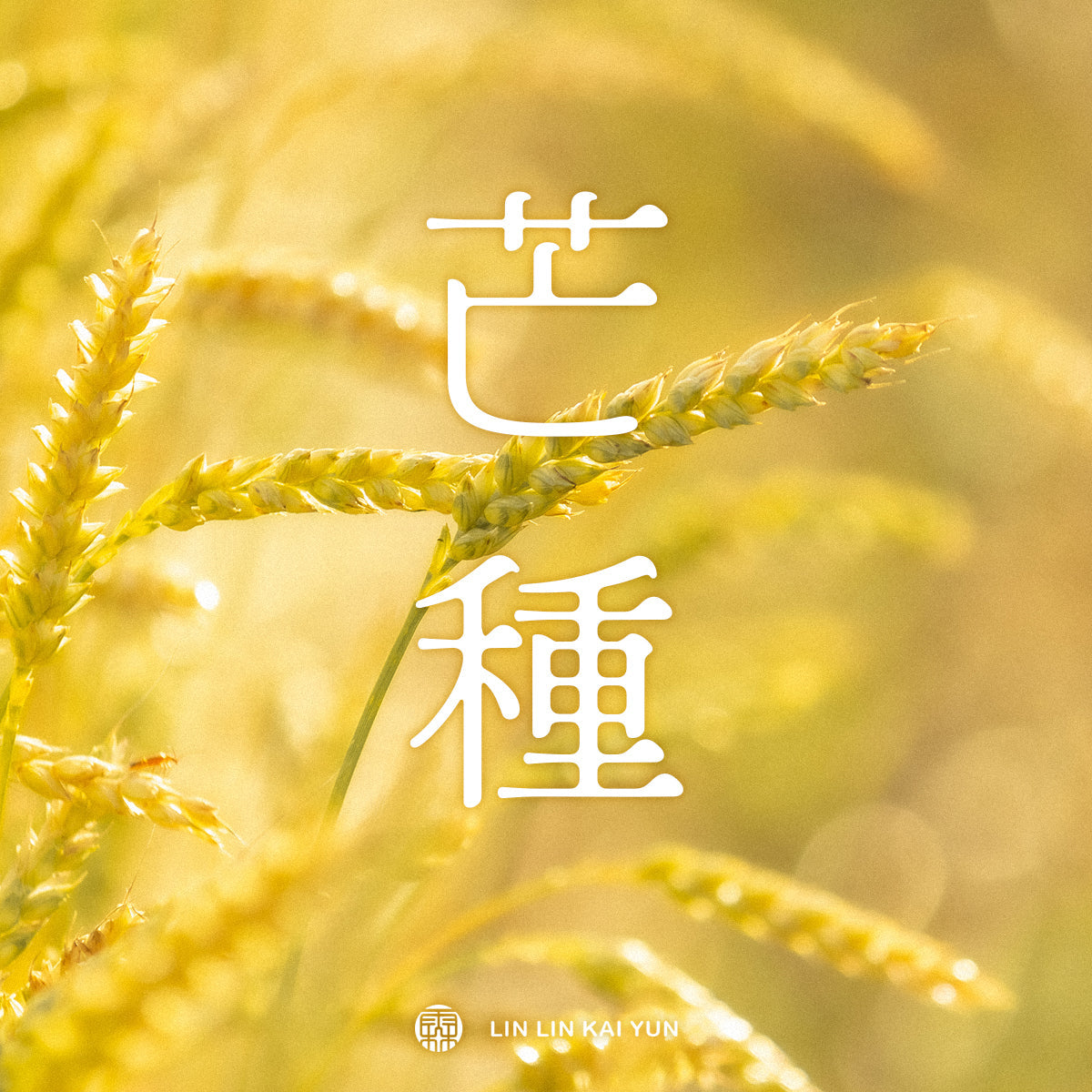 節氣小教室|芒種是什麼?連收帶種的節氣,天氣變化與生活提醒