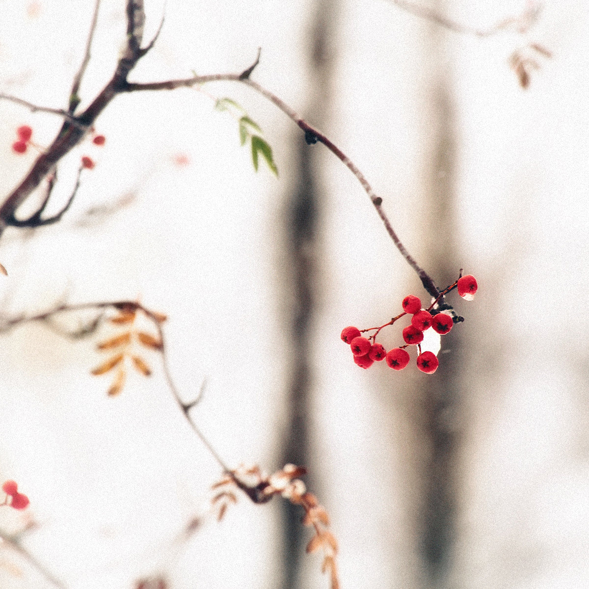 冬至怎麼拜才安心?一篇帶你完成神明、祖先與地基主的冬至拜拜方式