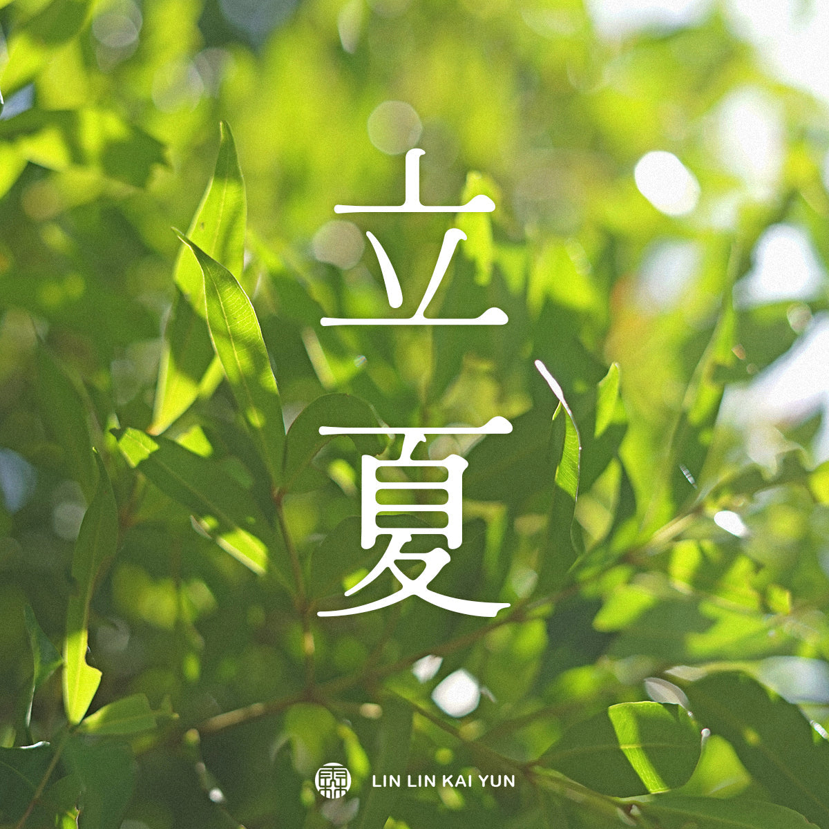 節氣小教室｜立夏：開始轉盛的，不只是季節，還有你的能量狀態